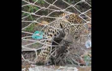 two leopards dead in maharashtra
