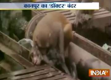 monkey turns doctor to save his electrocuted friend at kanpur railway station watch video