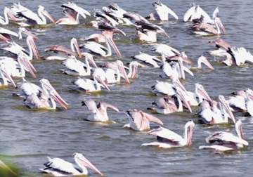 global warming driving migration of species in india