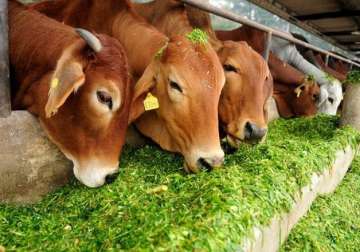 cow slaughter in india what the law says in different states