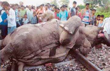 elephant deaths on tracks ramesh to take up matter with rlys