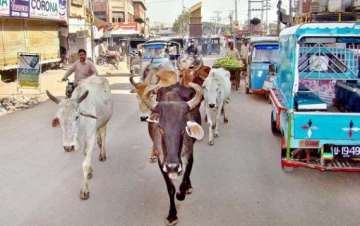 hyderabad police warns against cow slaughter on bakrid