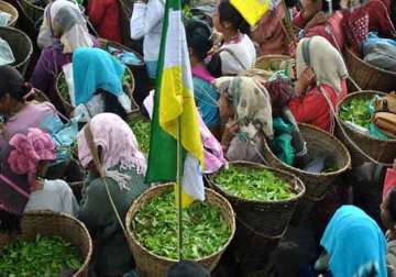tri partite agreement on tea garden workers wage hike