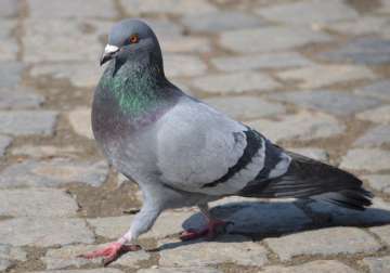 anti terror squad begins probe on the pigeon with transmitter nabbed near gujarat coast