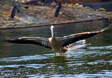 top 10 famous bird sanctuaries of india