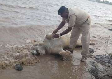 gujarat flash floods killed 10 lions about 90 spotted deer