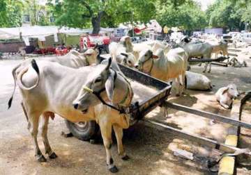 in last 8 months calls magnified for cow slaughter ban