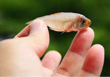 india s first fish hospital to come up in kolkata