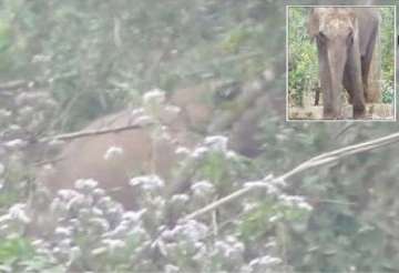 madly in love male wild tusker breaks into odisha zoo to mate with female elephant