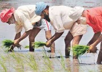 rain affects life in chandigarh punjab farmers happy