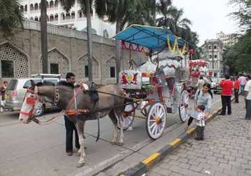 no victoria rides after a year as bombay high court orders ban