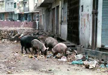 stray pigs banned in gurgaon