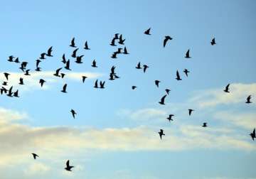 birds of 11 rare species found in jharkhand
