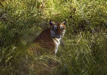 tigers of sunderbans may soon be compelled to enter human habitation
