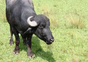 female buffalo calf produced from cloned bull s semen