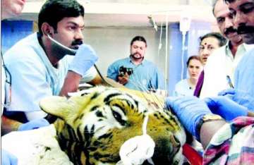 bangalore surgeons peform 6 hour dental surgery on two tigers