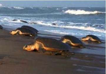 19 held for fishing near odisha s turtle nesting site