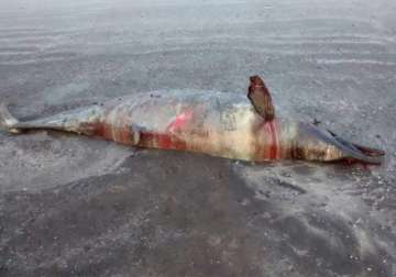 dead dolphin washed ashore at mumbai beach