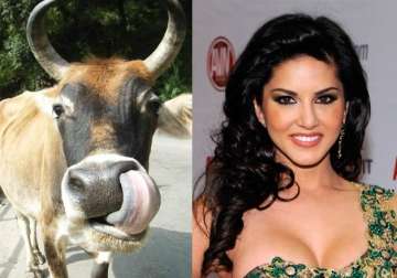 cow is yahoo s personality of the year sunny leone most searched female celeb