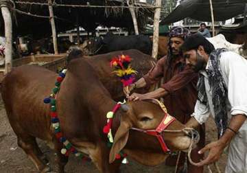 bombay high court refuses to stay ban on bull slaughter for eid