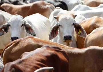 after maharashtra ban beef in short supply in goa