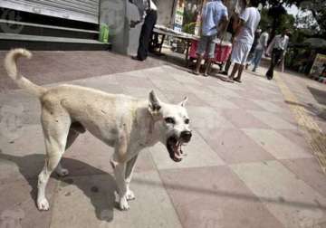 stray dog sterilisation to start in ludhiana