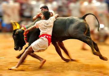 no revocation of ban on bull taming sport jallikattu rules apex court