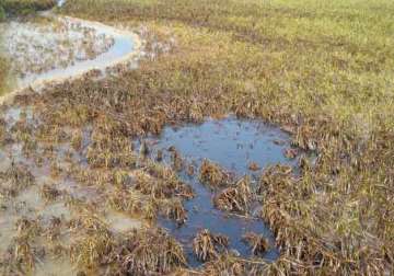 leaking oil from ongc well damages rabi crop over 100 acres