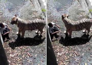 youth mauled to death by white tiger at delhi zoo