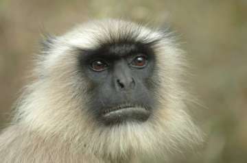 hanuman langur identity crisis might finally be solved study