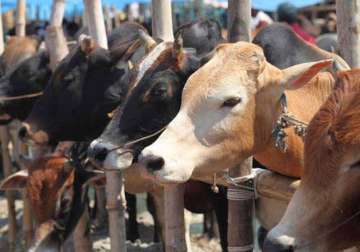 j k high court bans sale of beef in state