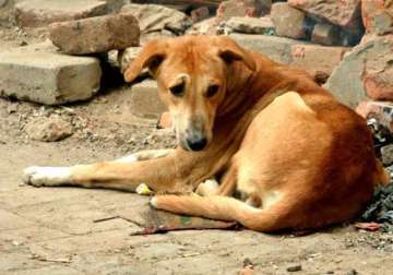 youth held for sexually abusing dog in maharashtra