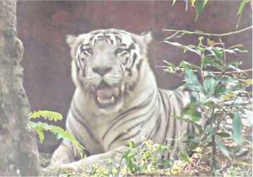 rare white tiger dies in odisha s nandan kanan zoo