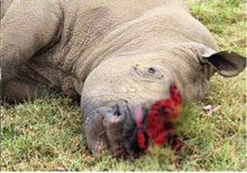 another rhino killed in assam s kaziranga national park
