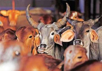 beef ban after maharashtra goa too faces beef dries