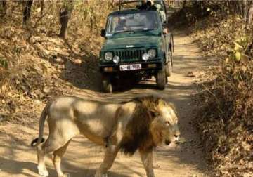 government decides to reduce lion safaris at gir national park