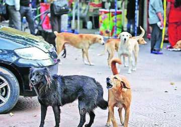 delhi girl critical after being bitten by pet dog