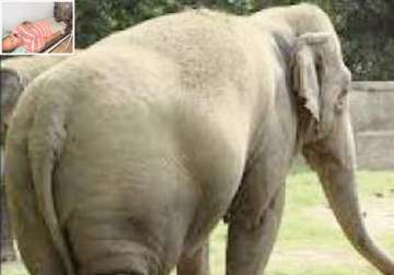 female elephant in odisha zoo throws away mahout with her trunk