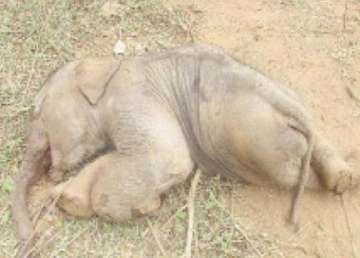 newborn elephant calf dies after birth in odisha