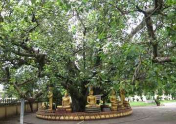 president pranab mukherjee to gift bodhi tree sapling to vietnam