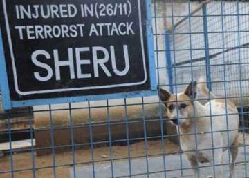 26/11 terror victim sheru a stray dog dies of cardiac arrest in mumbai