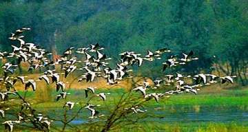 bhitarkanika national park draws more migrant birds this year