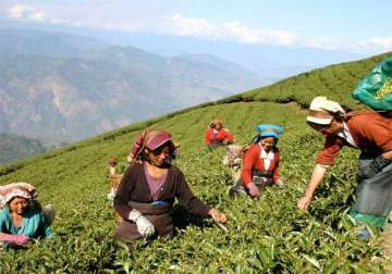 17 per cent tea garden workers in assam have tuberculosis