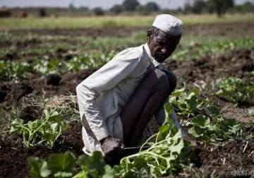 seven more farmers commit suicide in odisha