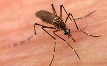 suspected dengue death in city