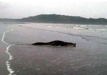 crocodile spotted at goa beach photos go viral