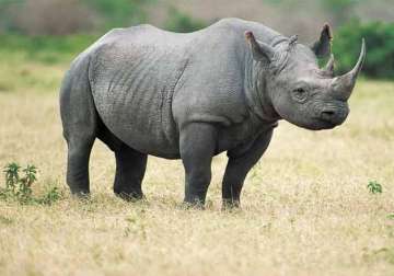 three rhinos put to death so far in 2016