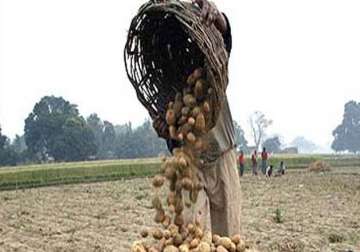 32 yr old potato farmer commits suicide toll mounts to 7