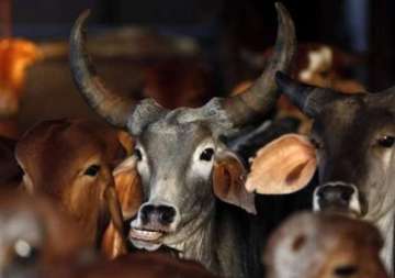 unique meat fest to protest against beef ban