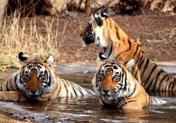 tiger population in india rises to 2226 in 2014 growth by 30 in three years